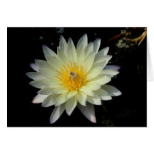 White Lotus Greeting Card
