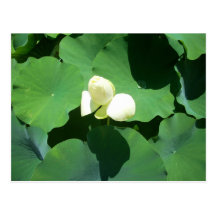 White lotus in a pond post card