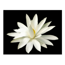 White lotus post card