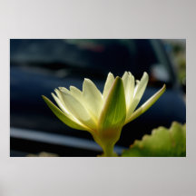 White Lotus Print
