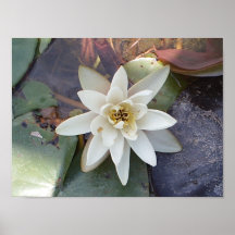 WHITE LOTUS POSTERS
