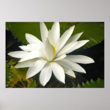 White lotus print