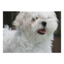 White Maltese Dog Invitation