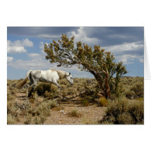 White Mare Card