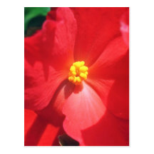 White Mature Begonia flowers Post Cards