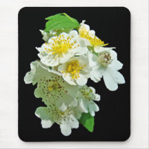 White Multiflora Roses Wildflower Mousepads