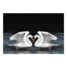 White Mute Swan Mirror Image Art Photo