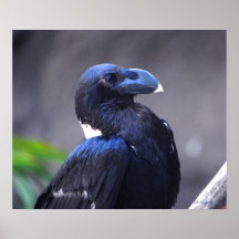 White-necked Raven Print
