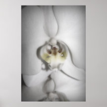 White Orchid, 2008. Photo by Derrick W. Black Poster