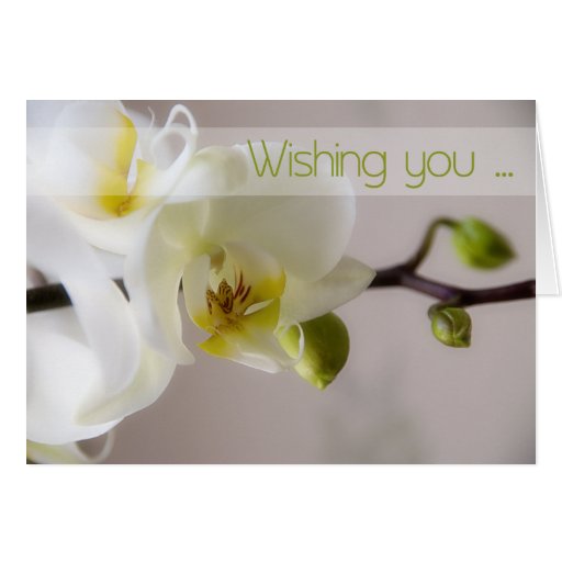 White Orchid Birthday Card