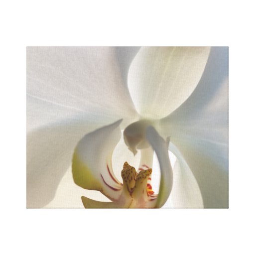 White Orchid Blossom Wrapped Canvas Print