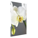 White Orchid Canvas Print