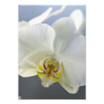 White Orchid Photo Art