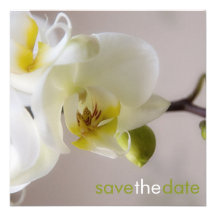 White Orchid • Save the Date Announcement