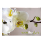 White Orchid • Save the Date Announcement