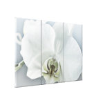 White Orchid Stretched Canvas Prints
