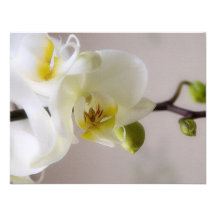 White Orchid • Wedding Invitation RSVP