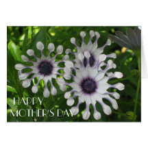 White Osteospermum 2, Mother's Day Greeting Card