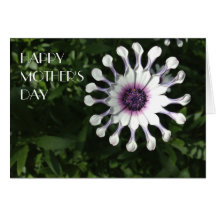 White Osteospermum 3, Mother's Day Greeting Card