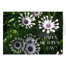 White Osteospermum, Mother's Day Greeting Card