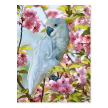 White Parrot in Crab Apple Tree Postcard
