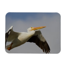 White Pelican Departure Magnets