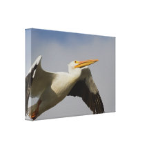 White Pelican Departure Stretched Canvas Print
