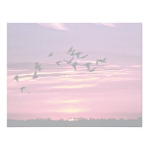 White Pelicans and Evening Sun Invites