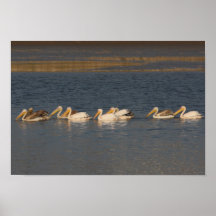 White Pelicans Poster