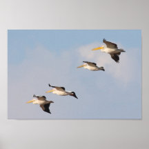 White Pelicans Poster