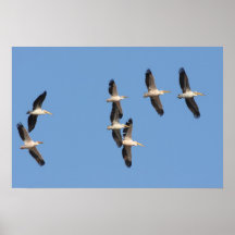 White Pelicans Poster