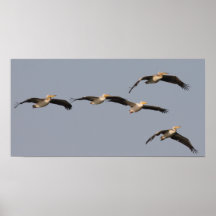 White Pelicans Posters
