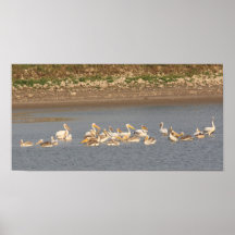 White Pelicans Print
