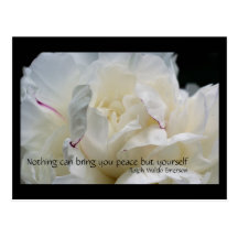 White Peony Inspirational Flower Photo Postcard