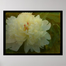 White Peony Posters