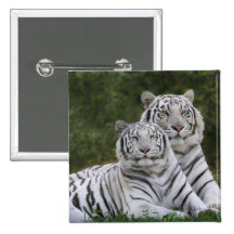 White phase, Bengal Tiger, Tigris Buttons