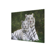 White phase, Bengal Tiger, Tigris Canvas Prints