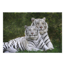 White phase, Bengal Tiger, Tigris Photograph
