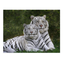 White phase, Bengal Tiger, Tigris Post Cards