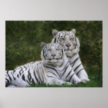 White phase, Bengal Tiger, Tigris Print