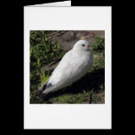 White Pigeon 02 cards