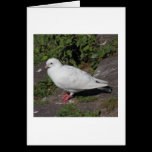 White Pigeon cards