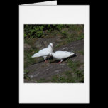 White Pigeons cards