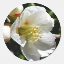 White Plum Blossoms Sticker