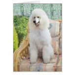 White Poodle Greeting Card