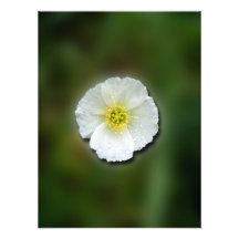 White Poppy Blurred Background Photo Art