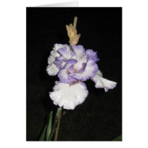 White Purple Iris At Dusk Greeting Cards