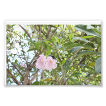 White purpled flower photo
