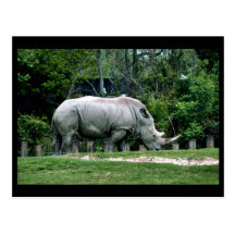 White Rhino Post Cards