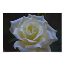 White rose at dusk photo